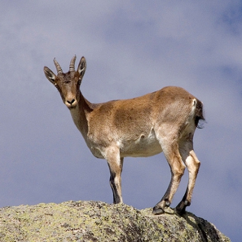 CabraMontes