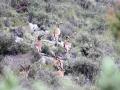 images/Sierra/Cabrillas.jpg