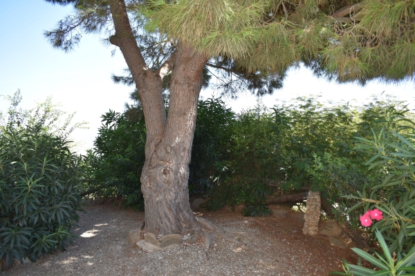 Carrulo (31)
