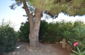 Carrulo (31)